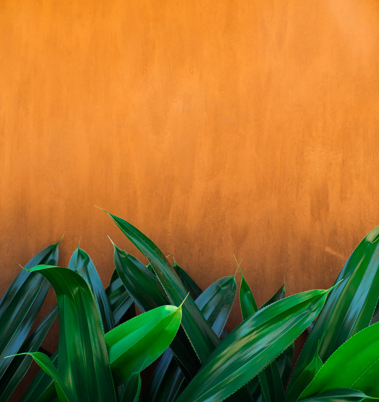 wallpaper
